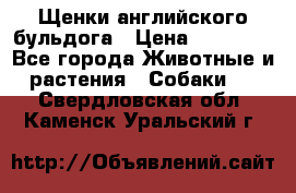Щенки английского бульдога › Цена ­ 40 000 - Все города Животные и растения » Собаки   . Свердловская обл.,Каменск-Уральский г.